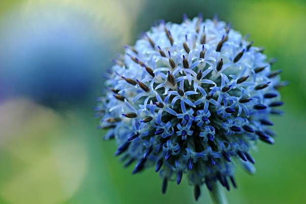 Steel Blue Giant Globe Thistle by Deb Oppermann